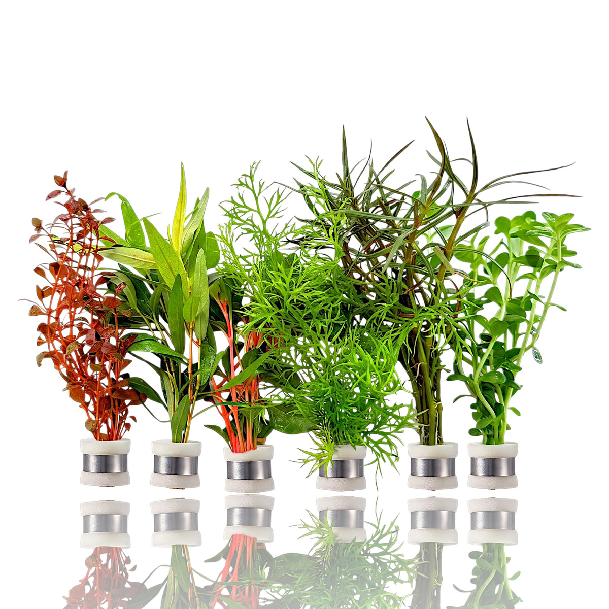Aquarium Plants Packages, assorted aquarium plants