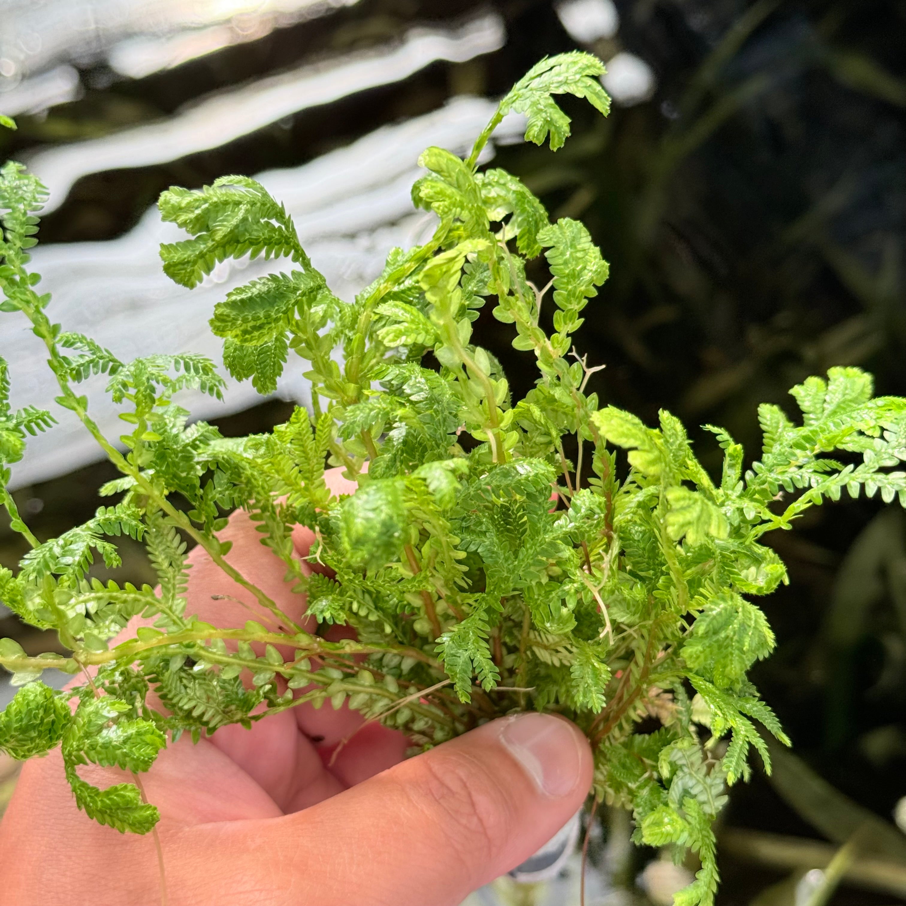 Selaginella Kraussiana