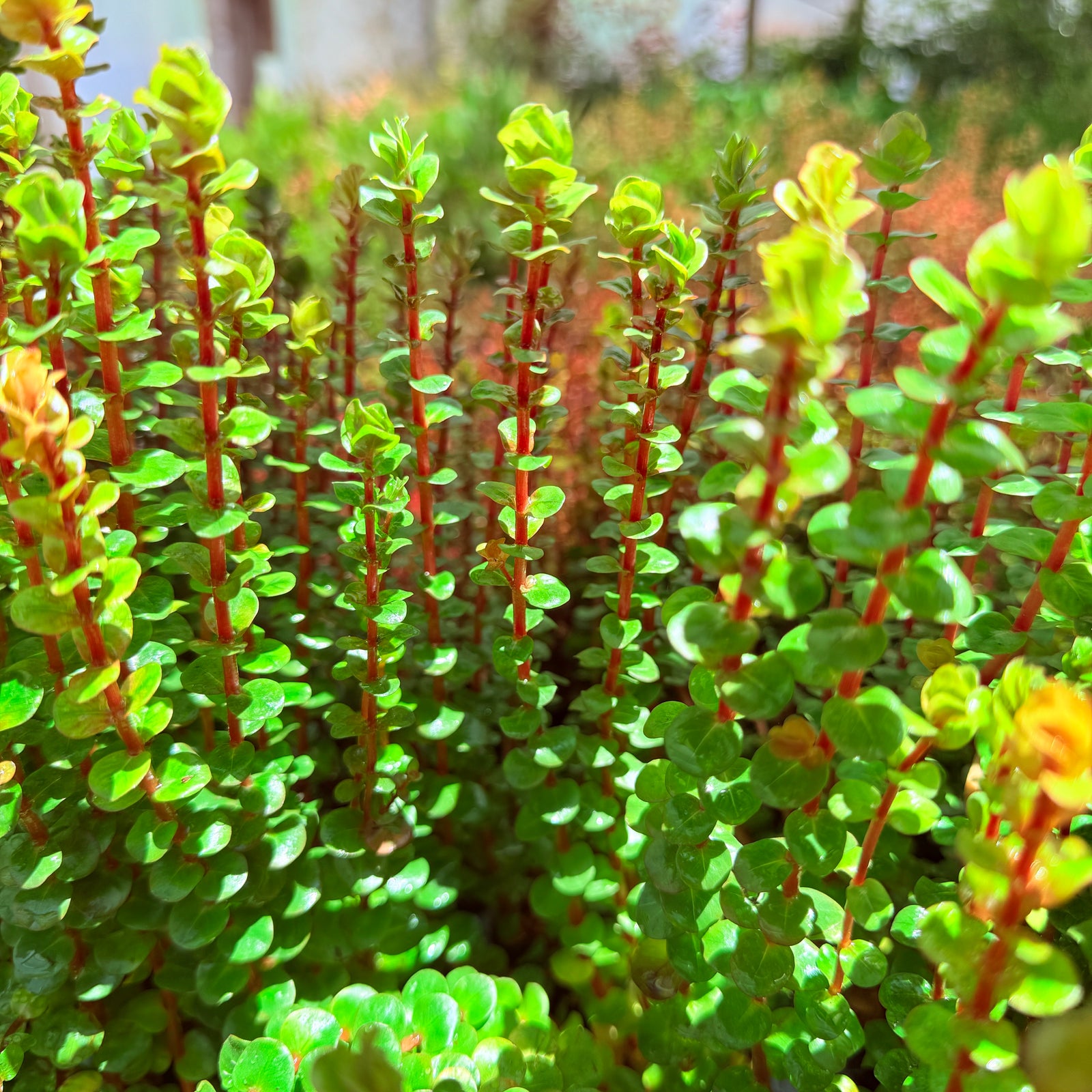 Rotala Blood Red