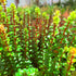 Rotala Blood Red
