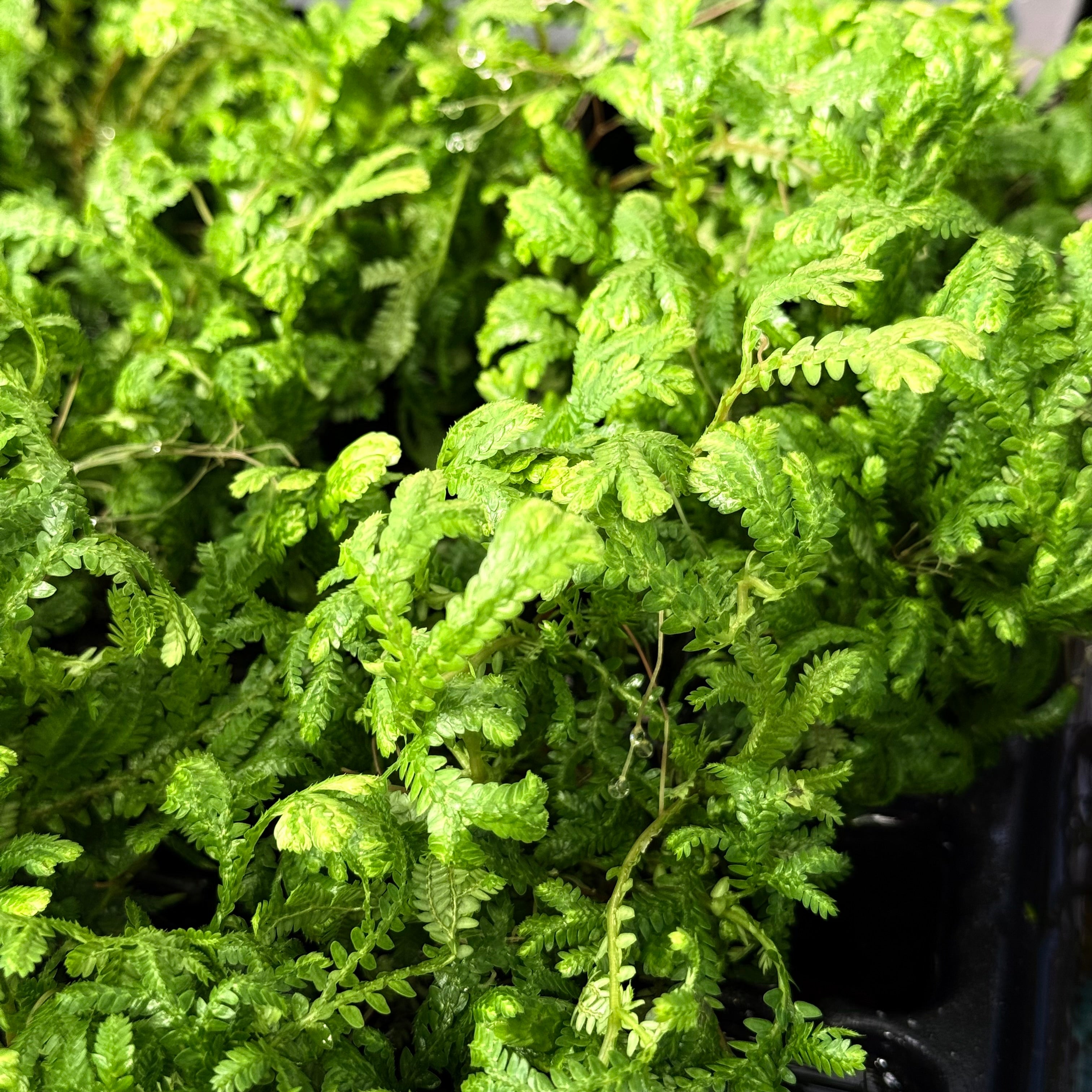 Selaginella Kraussiana