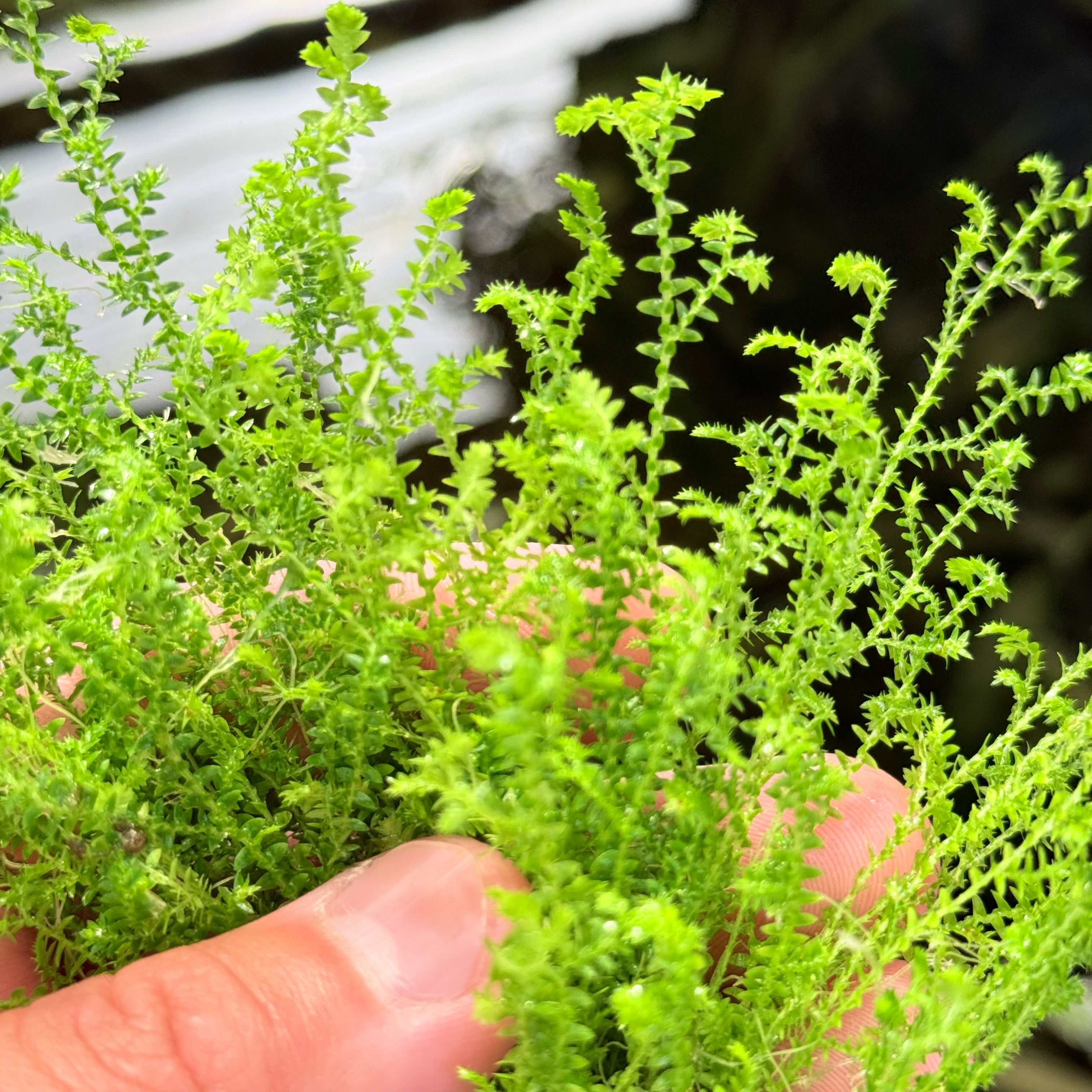 Selaginella Kraussiana Mini