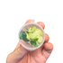 Anubias Petite White Panda | Small Vitro Culture Cup