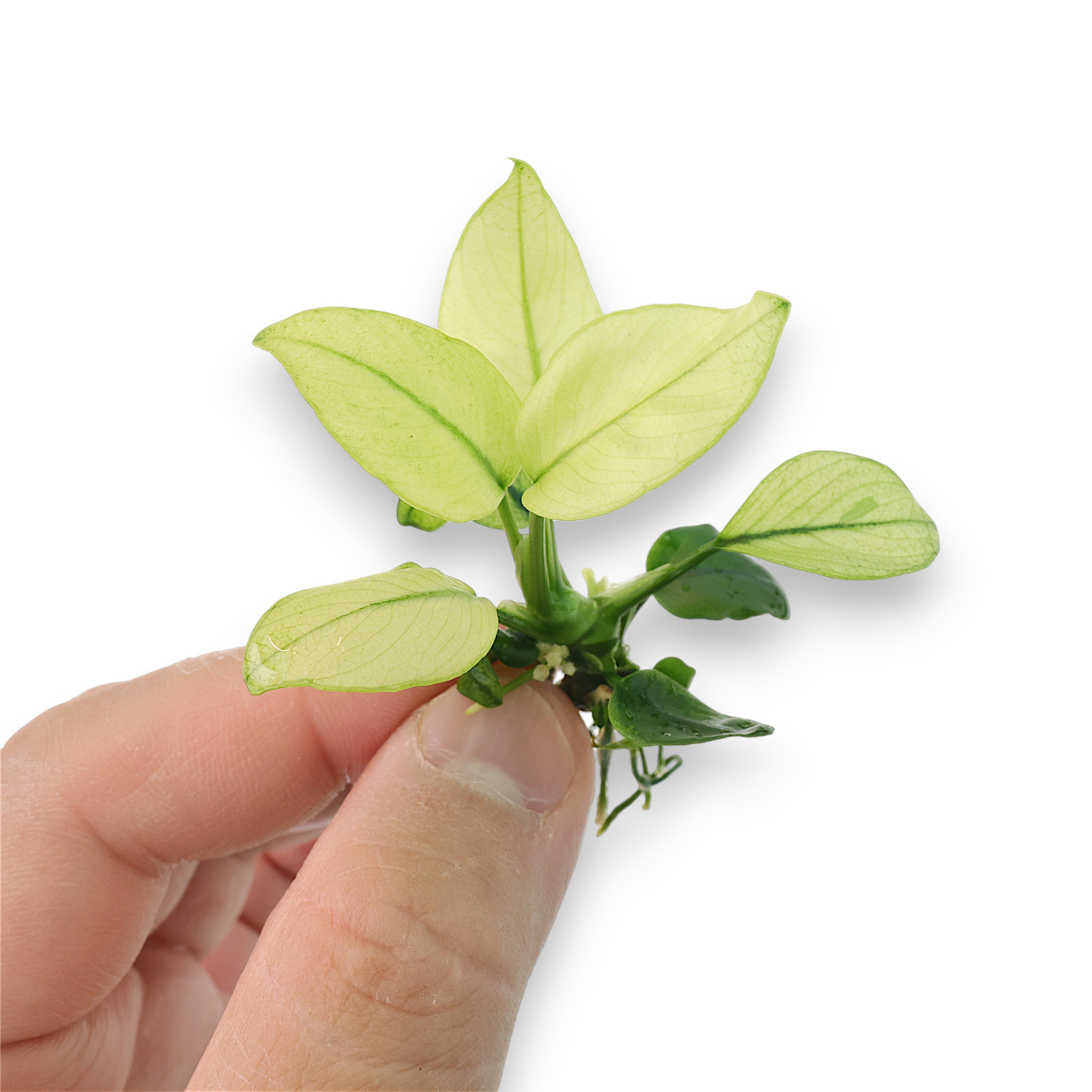 Close-up of Anubias Broad White leaves showing distinct white marbling and healthy root structure, perfect for foreground or midground placement.