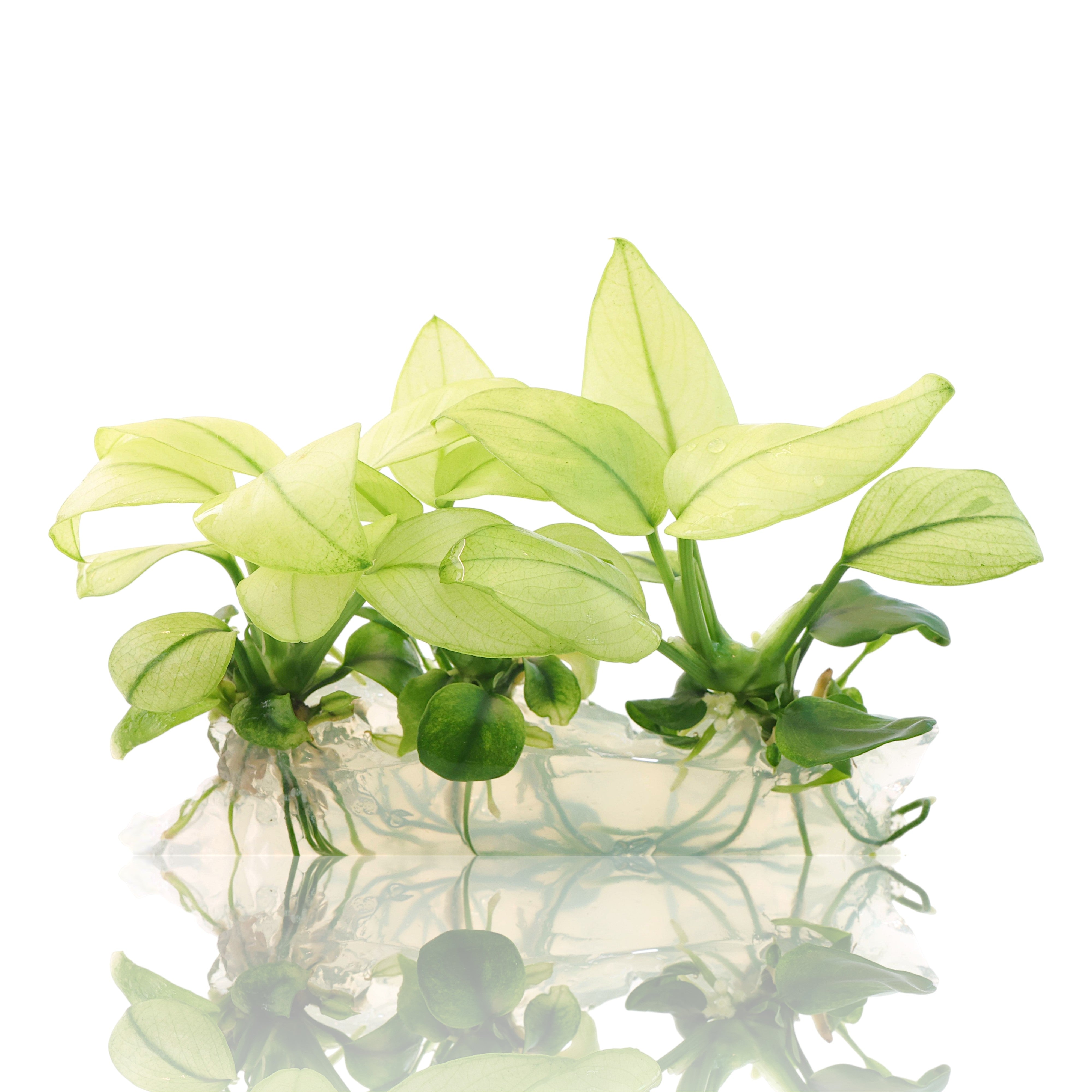 Anubias Broad White Vitro Culture aquarium plant with pale variegated leaves grown in sterile gel medium