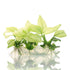 Anubias Broad White Vitro Culture aquarium plant with pale variegated leaves grown in sterile gel medium