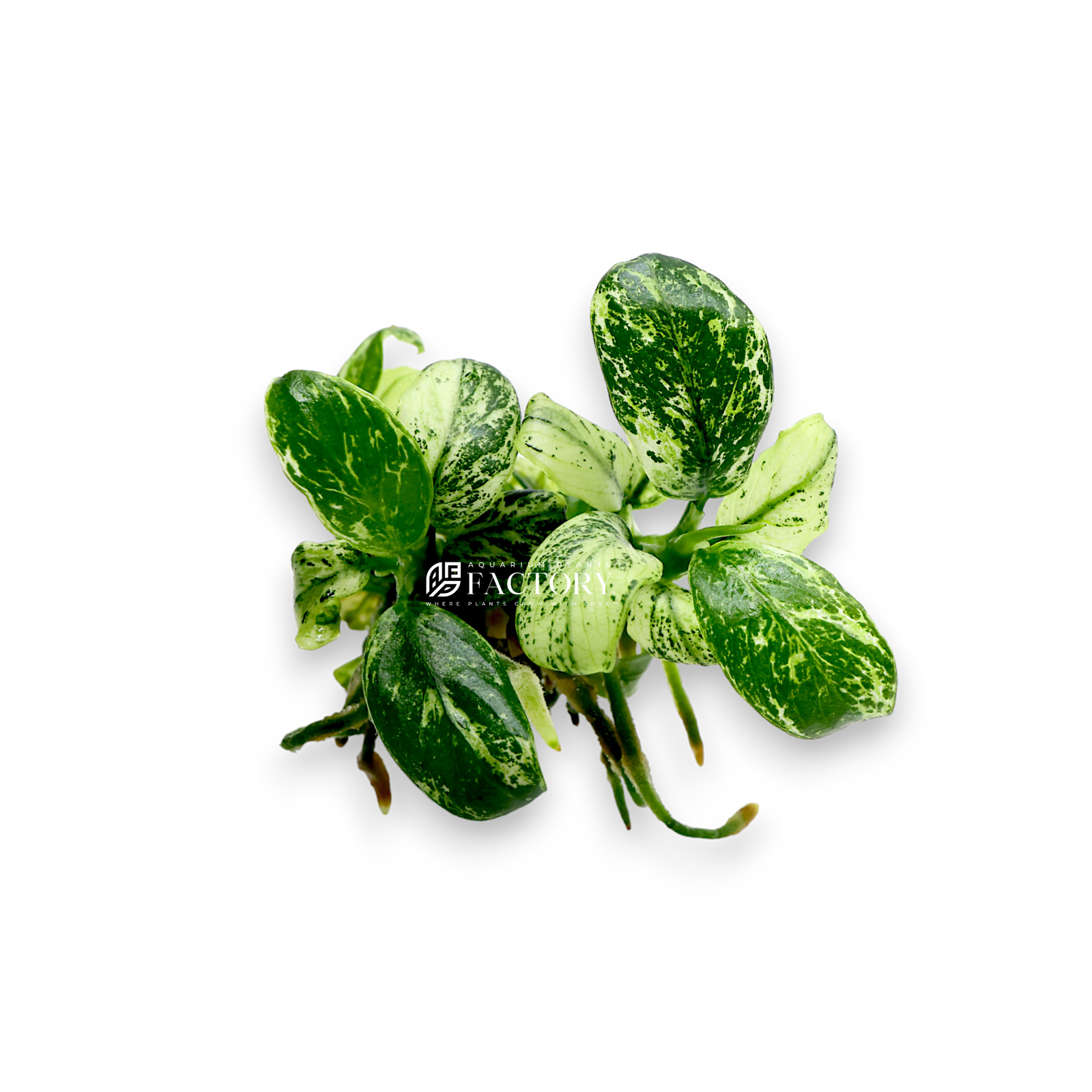 Close-up of the Anubias Varking, showcasing its unique and chaotic variegation patterns with a mix of green, white, and hints of yellow on its leaves, highlighting its status as a super rare and highly sought-after aquatic plant in an aquarium setting