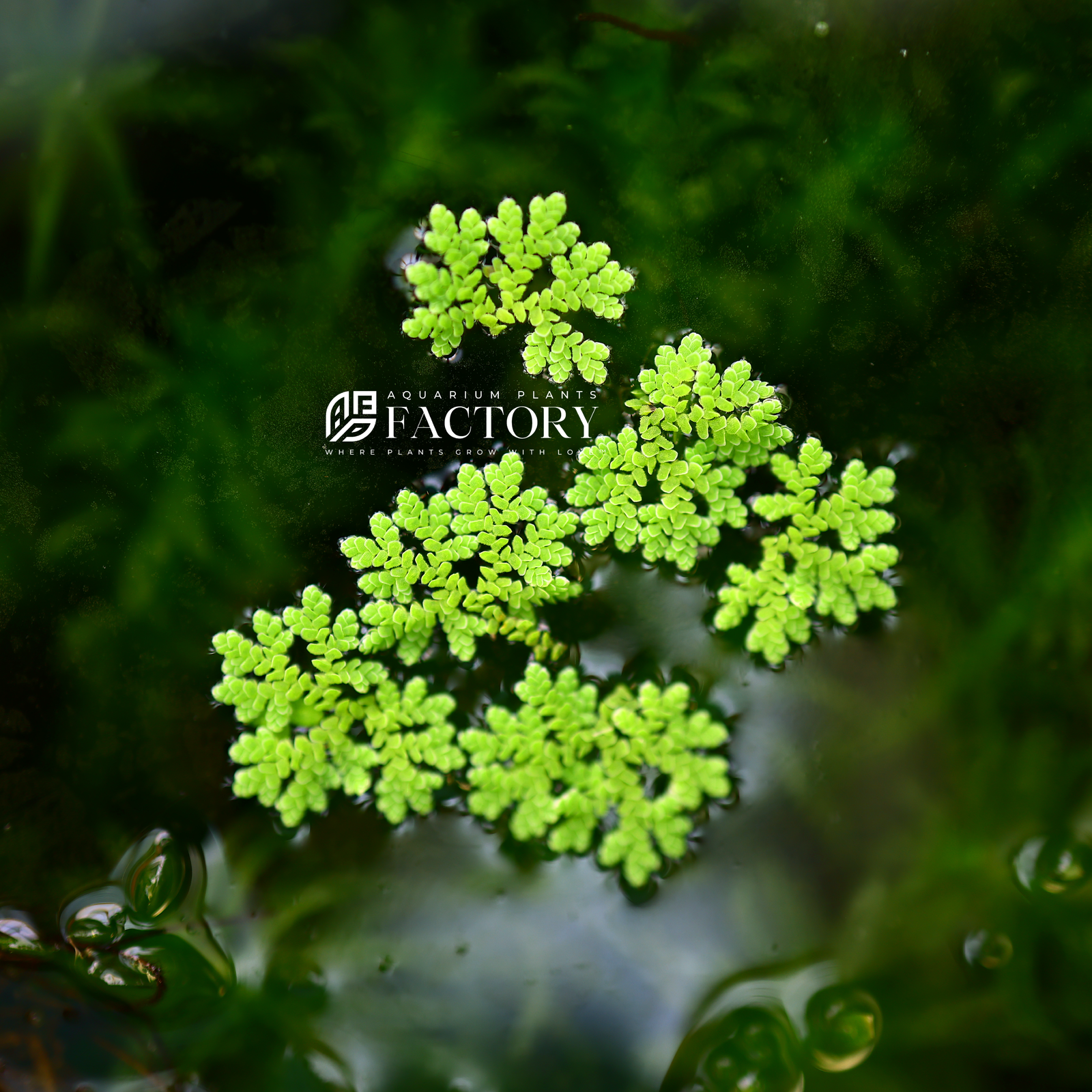 Azolla Caroliniana, commonly known as Carolina Mosquito Fern, is a premium floating aquatic plant that adds a unique touch to any aquarium or pond. Known for its delicate, feathery appearance and rapid growth, Azolla Caroliniana is perfect for creating a lush, natural look on the water's surface.