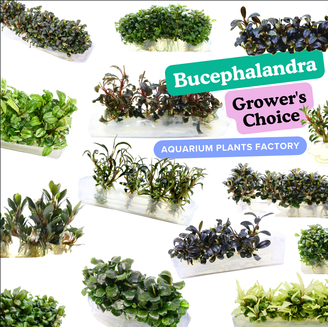 Enjoy the mystery Bucephalandra! We are thrilled to offer Bucephalandra Tissue Culture at a very affordable price! It's a perfect way for you to try out new Bucephalandra species!