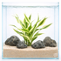 Dracaena Sanderiana – Lucky Bamboo