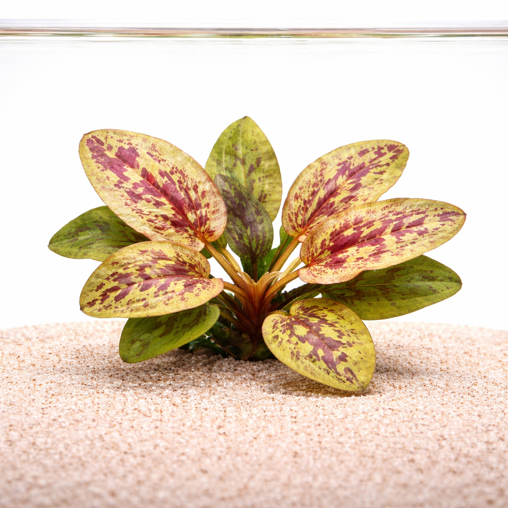 Echinodorus Chocolate Marble sword aquarium plant with broad variegated leaves featuring green, yellow, and red marbled patterns growing in sandy aquarium substrate.