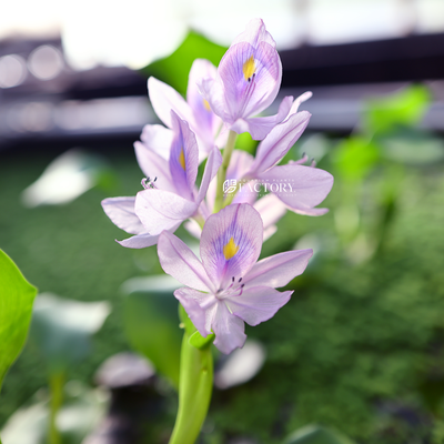 Eichhornia crassipes, commonly known as water hyacinth, is a perennial aquatic plant that belongs to the Pontederiaceae family. Originating in South America this is a striking plant has become both celebrated and notorious for its remarkable features and invasive tendencies.