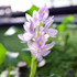 Eichhornia crassipes, commonly known as water hyacinth, is a perennial aquatic plant that belongs to the Pontederiaceae family. Originating in South America this is a striking plant has become both celebrated and notorious for its remarkable features and invasive tendencies.