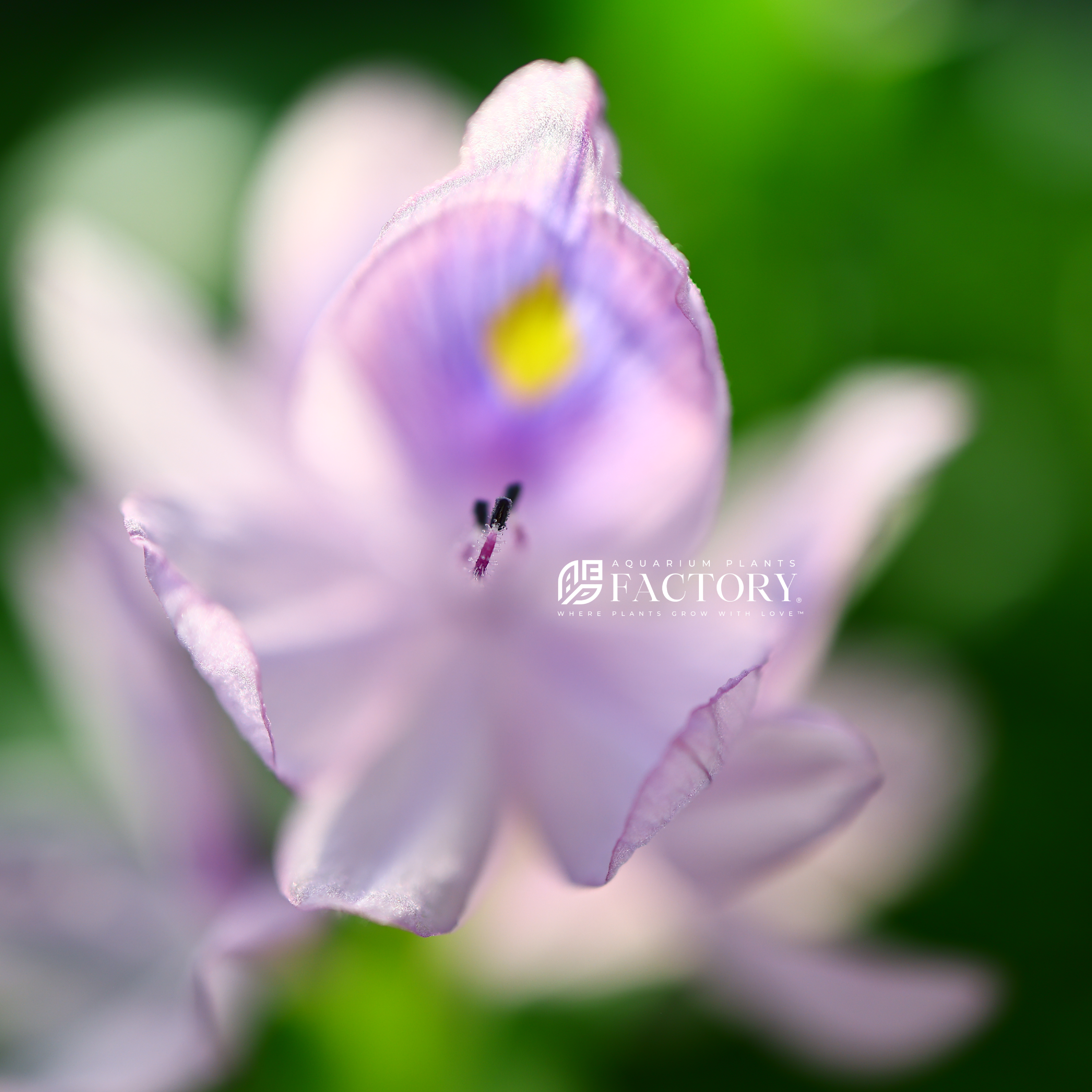 Eichhornia crassipes, commonly known as water hyacinth, is a perennial aquatic plant that belongs to the Pontederiaceae family. Originating in South America this is a striking plant has become both celebrated and notorious for its remarkable features and invasive tendencies.