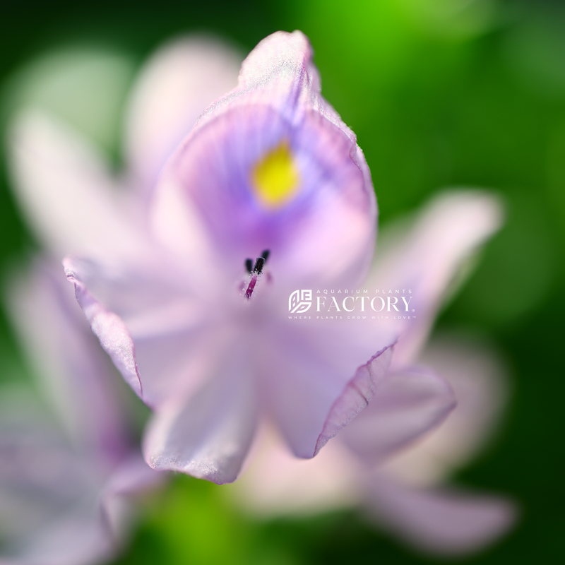 Eichhornia crassipes, commonly known as water hyacinth, is a perennial aquatic plant that belongs to the Pontederiaceae family. Originating in South America this is a striking plant has become both celebrated and notorious for its remarkable features and invasive tendencies.