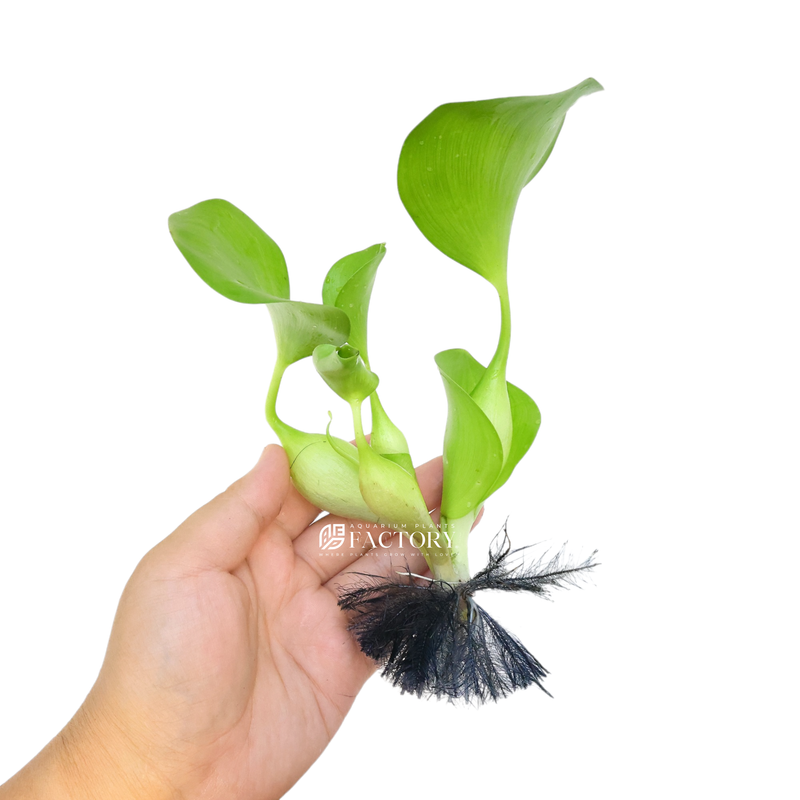 Eichhornia crassipes, commonly known as water hyacinth, is a perennial aquatic plant that belongs to the Pontederiaceae family. Originating in South America this is a striking plant has become both celebrated and notorious for its remarkable features and invasive tendencies.