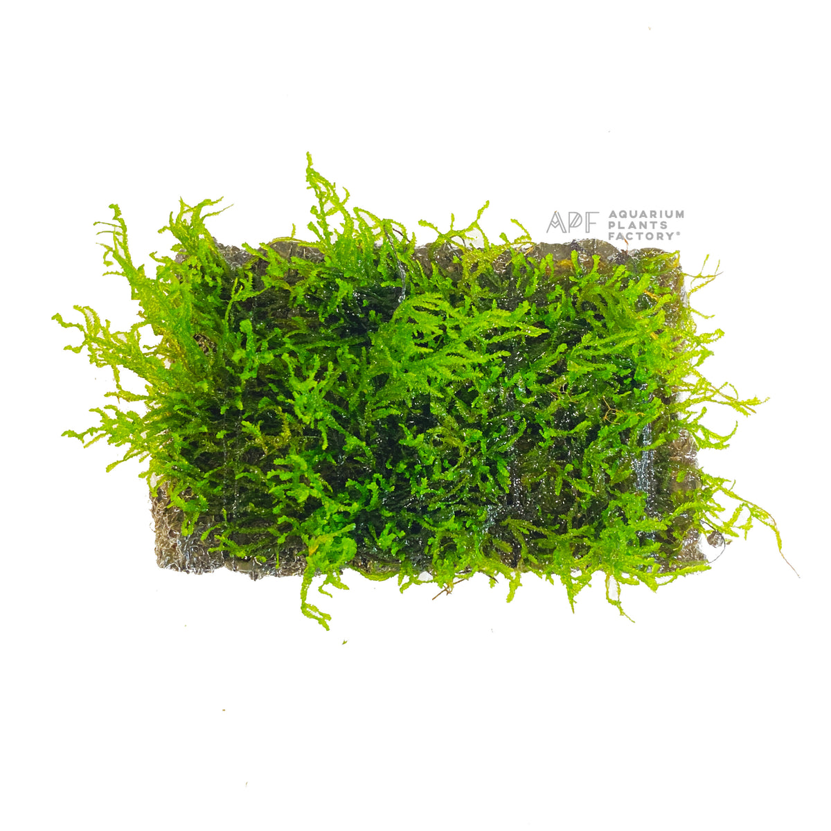 Flame Moss live aquarium plant, another view