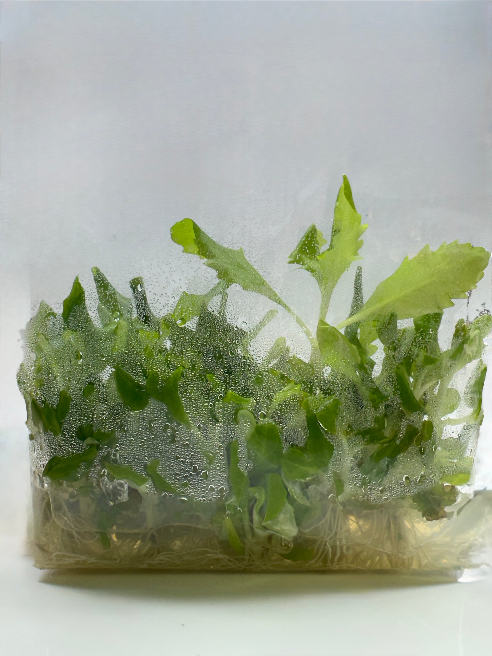 Hygrophila Difformis Vitro Culture