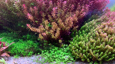 Christmas Xmas Moss Easy Beginner Aquarium Moss Plant for Planted Tank –  Glass Aqua