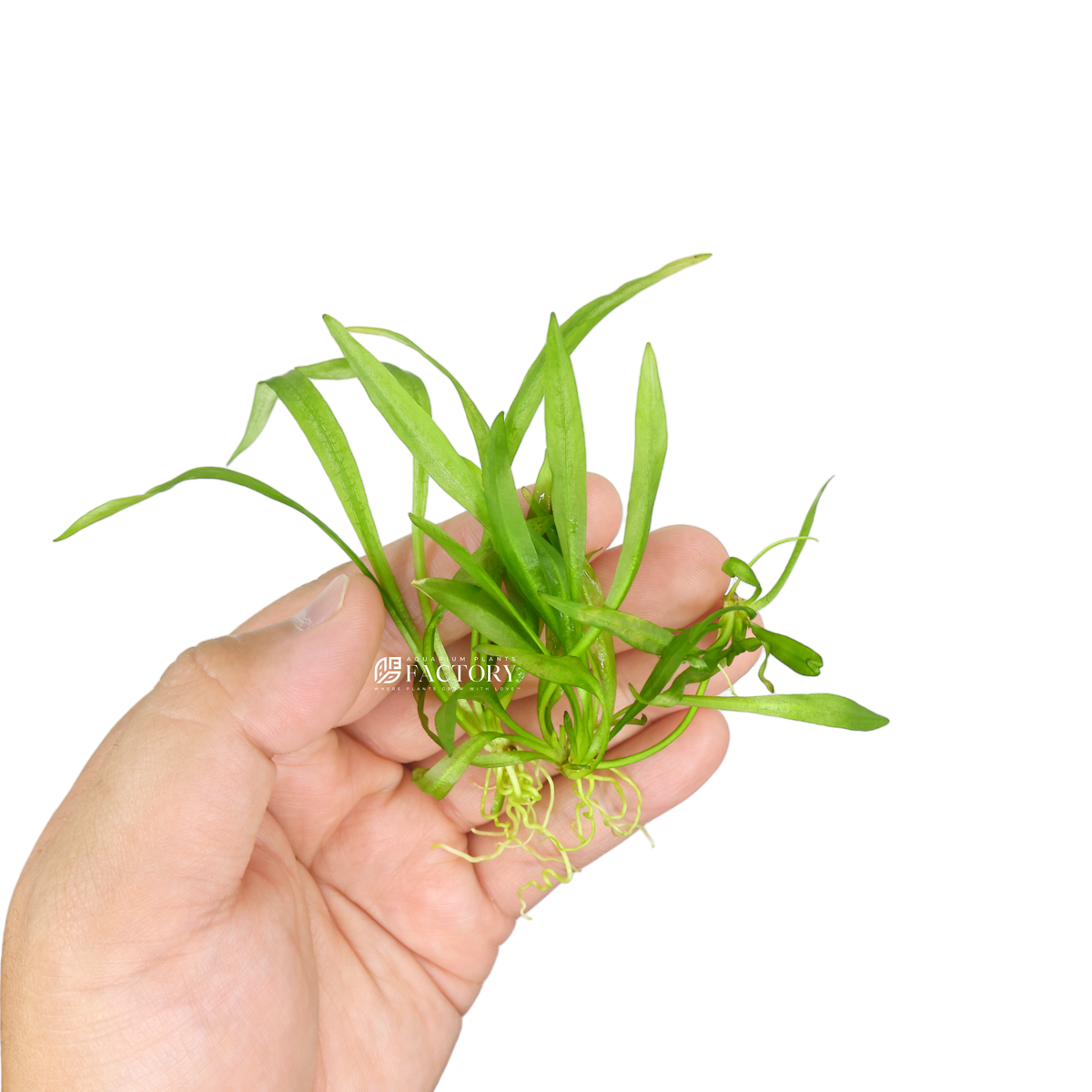 Helanthium Quadricostatus (Broad Leaf Chain Sword) aquarium plant, photo 2