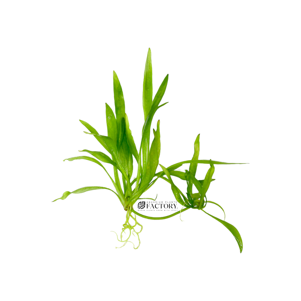 Helanthium Quadricostatus (Broad Leaf Chain Sword) aquarium plant
