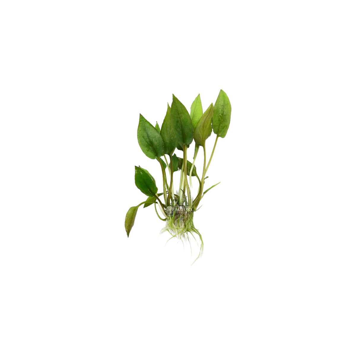 Lagenandra Keralensis aquarium plant, photo 2