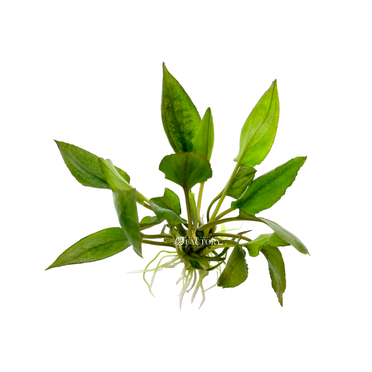 Lagenandra Keralensis live aquarium plant