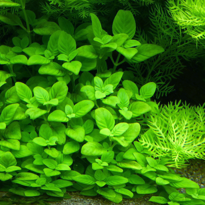 Limnophila rugosa is commonly referred to as the Basil-Leaf Limnophila. The Basil Leaf Limnophila is common in tropical Asia, where it grows along waterways and in other moist, partially shaded areas
