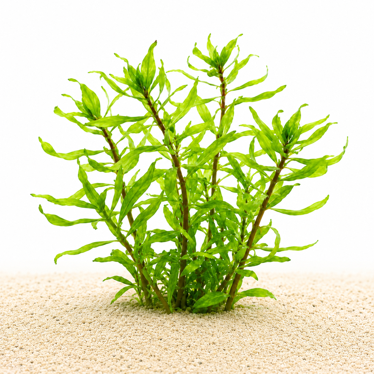emersed form of Ludwigia inclinata var. verticillata Twister aka Ludwigia Tornado.