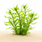 emersed form of Ludwigia inclinata var. verticillata Twister aka Ludwigia Tornado.