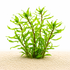 emersed form of Ludwigia inclinata var. verticillata Twister aka Ludwigia Tornado.