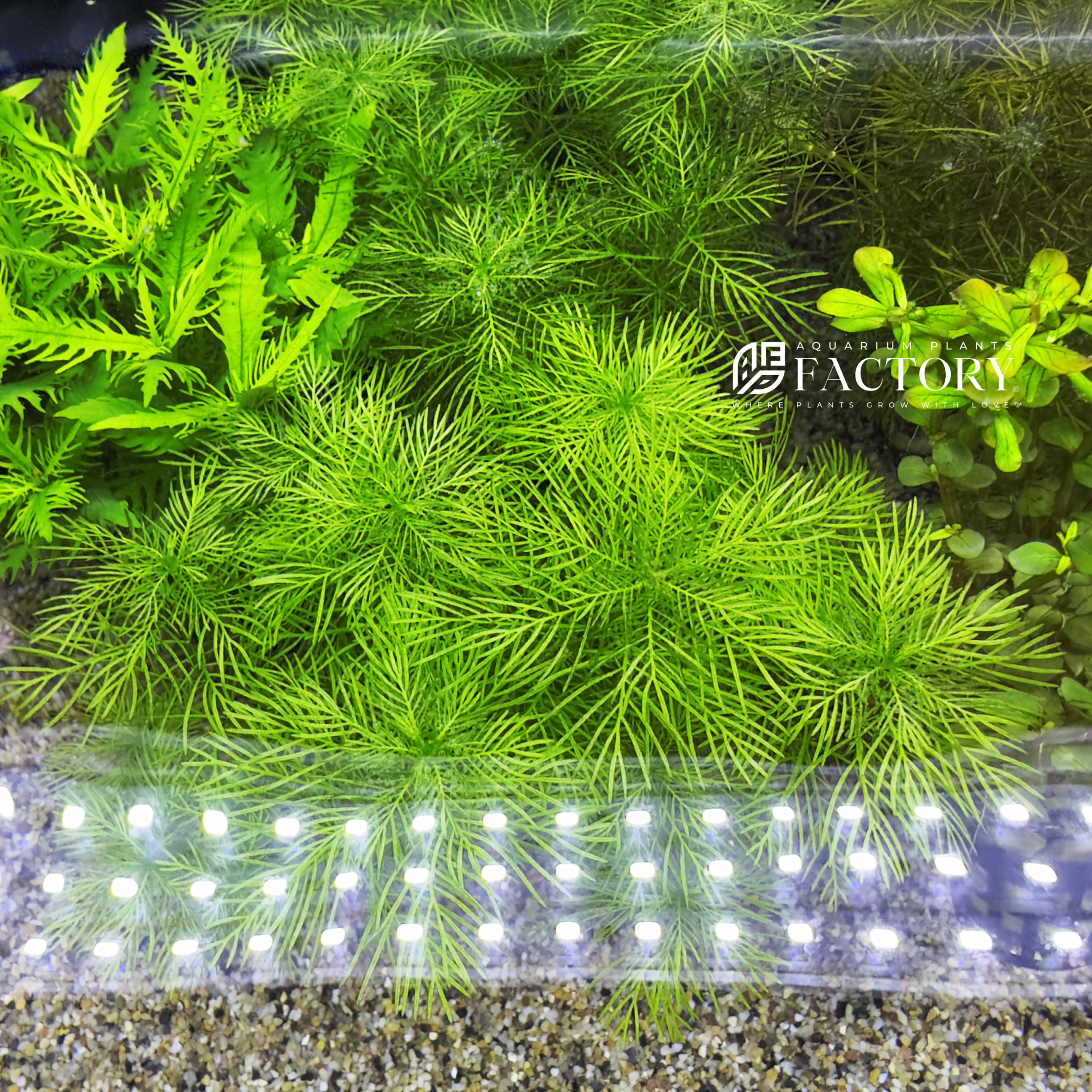 Myriophyllum mattogrossense, commonly known as Mattogrossense Watermilfoil or Green Mosaic Plant, is a stunning aquatic plant that brings vibrant beauty to aquariums and aquatic gardens. 