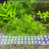 Myriophyllum mattogrossense, commonly known as Mattogrossense Watermilfoil or Green Mosaic Plant, is a stunning aquatic plant that brings vibrant beauty to aquariums and aquatic gardens. 