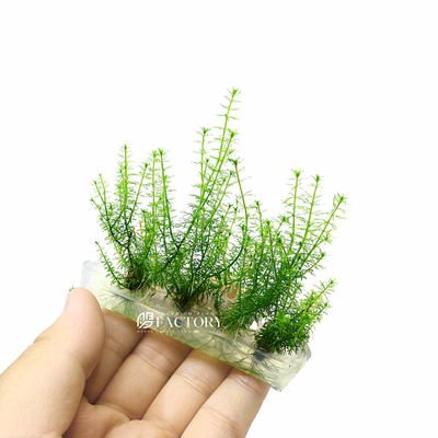 Myriophyllum Guyana is a must-have for any aquarist looking to enhance their aquarium with a graceful and eye-catching plant. Its delicate, feathery leaves and bushy growth make it a standout choice for creating a beautiful, natural underwater landscape.