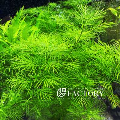 Myriophyllum mattogrossense, commonly known as Mattogrossense Watermilfoil, is a striking aquatic plant species that adds a touch of elegance to aquariums and aquatic landscapes.