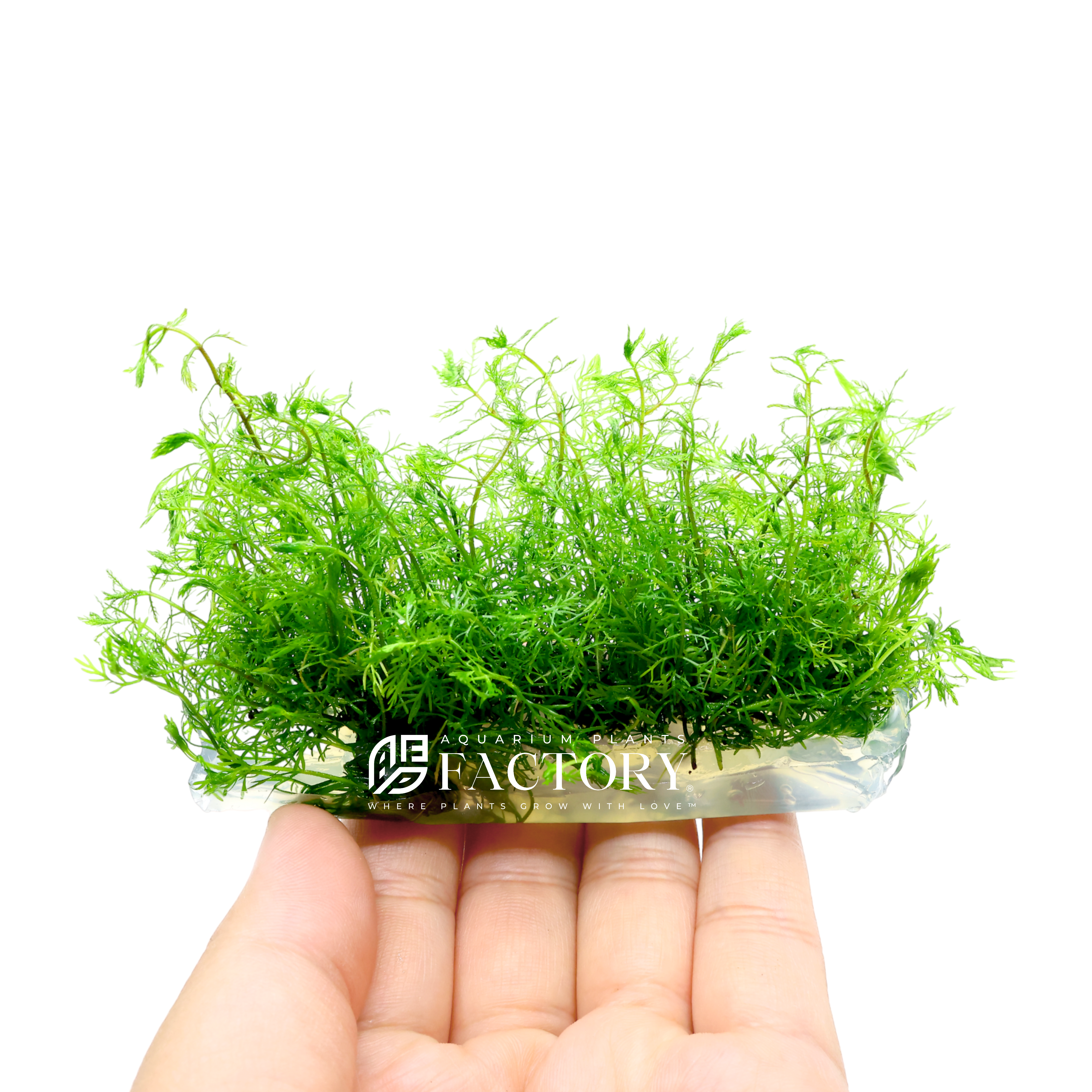 Myriophyllum mattogrossense, commonly known as the "Green Mosaic Plant" or "Mattogrossense Watermilfoil," is a stunning aquatic plant species that adds a vibrant touch to aquariums and aquatic gardens.