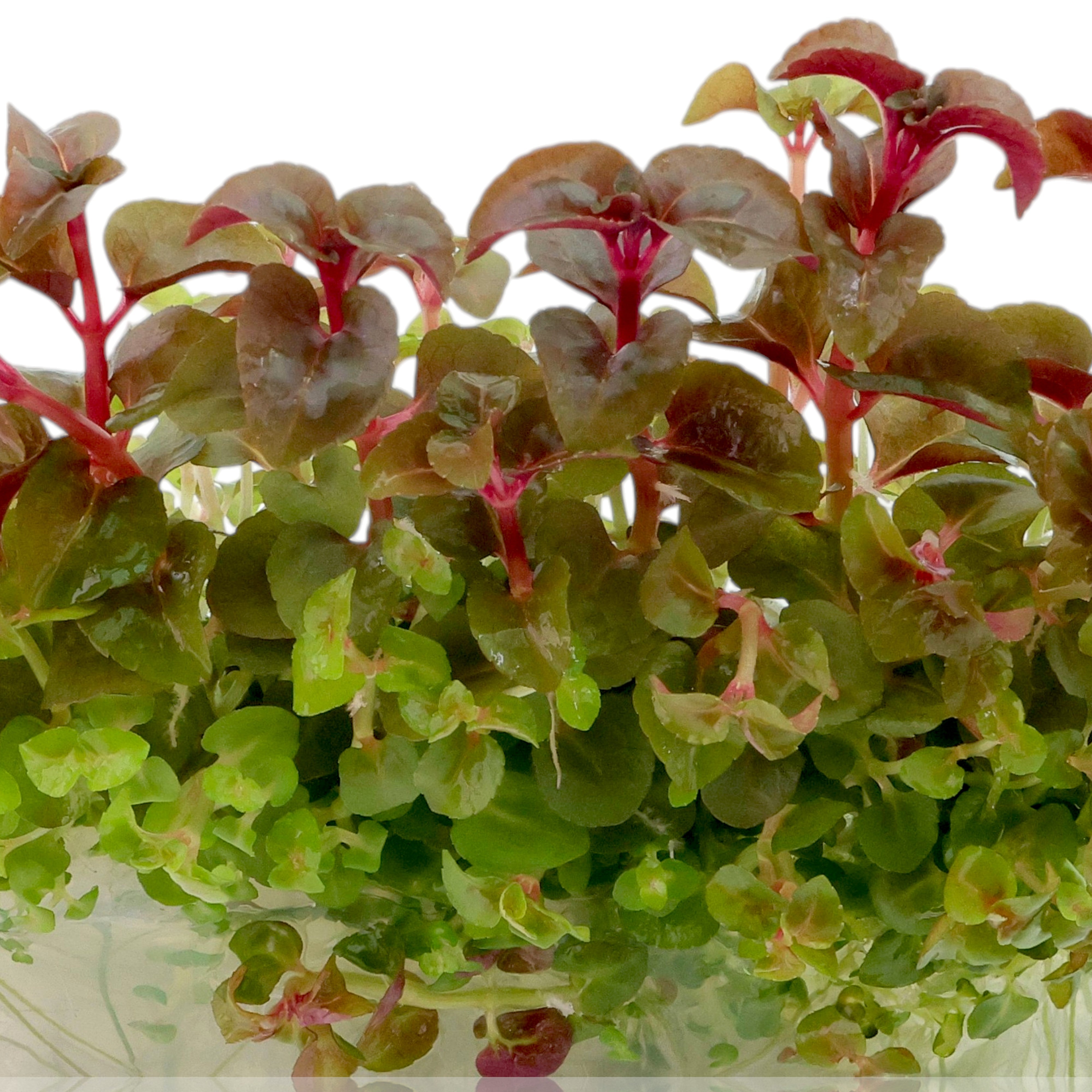 Rare Aciotis acuminifolia aquatic stem plant in Vitro Culture with bronze-green leaves and rosy pink stems.