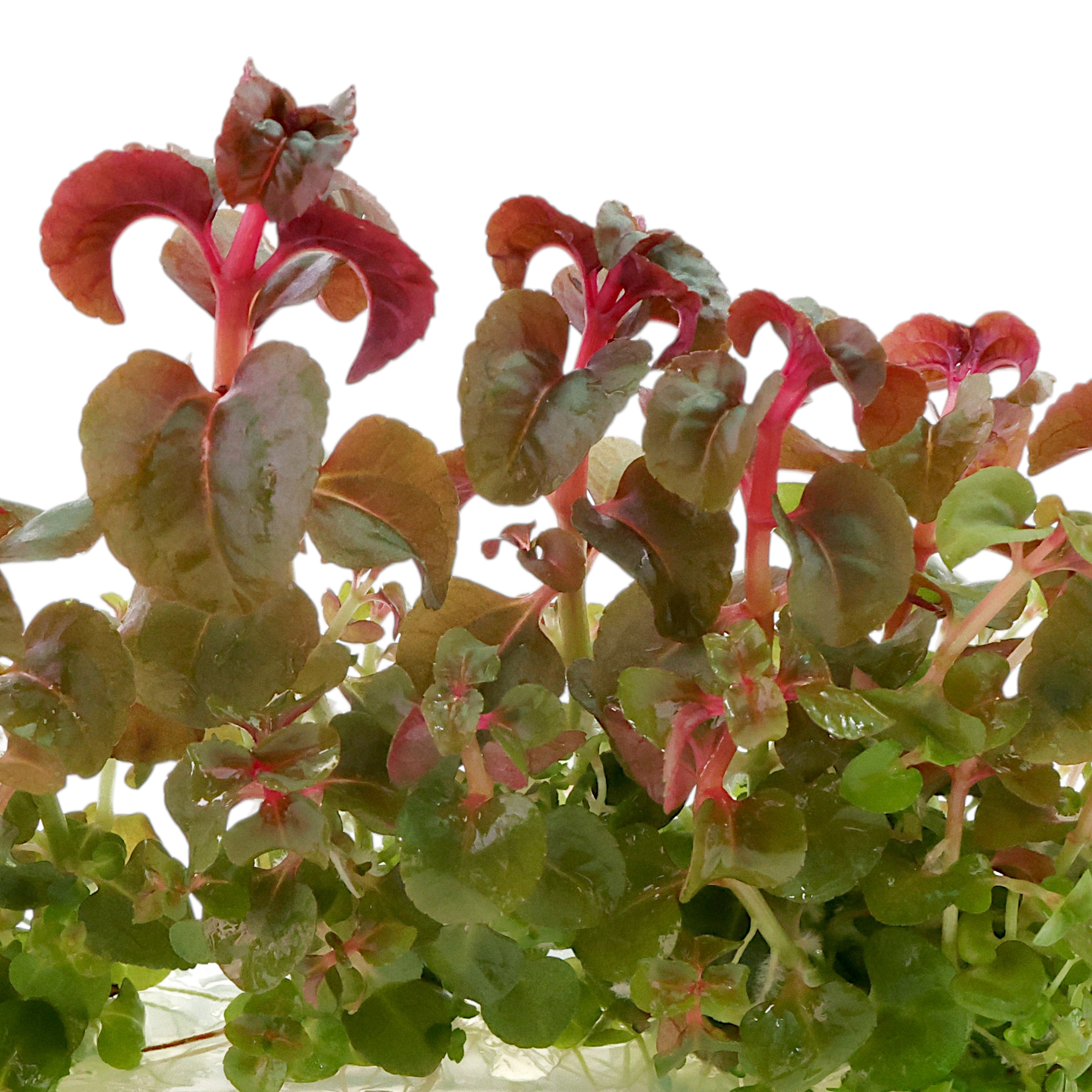 Close-up of Pink Stem Aciotis tissue culture plant showing bright pink stems and compact aquatic growth.