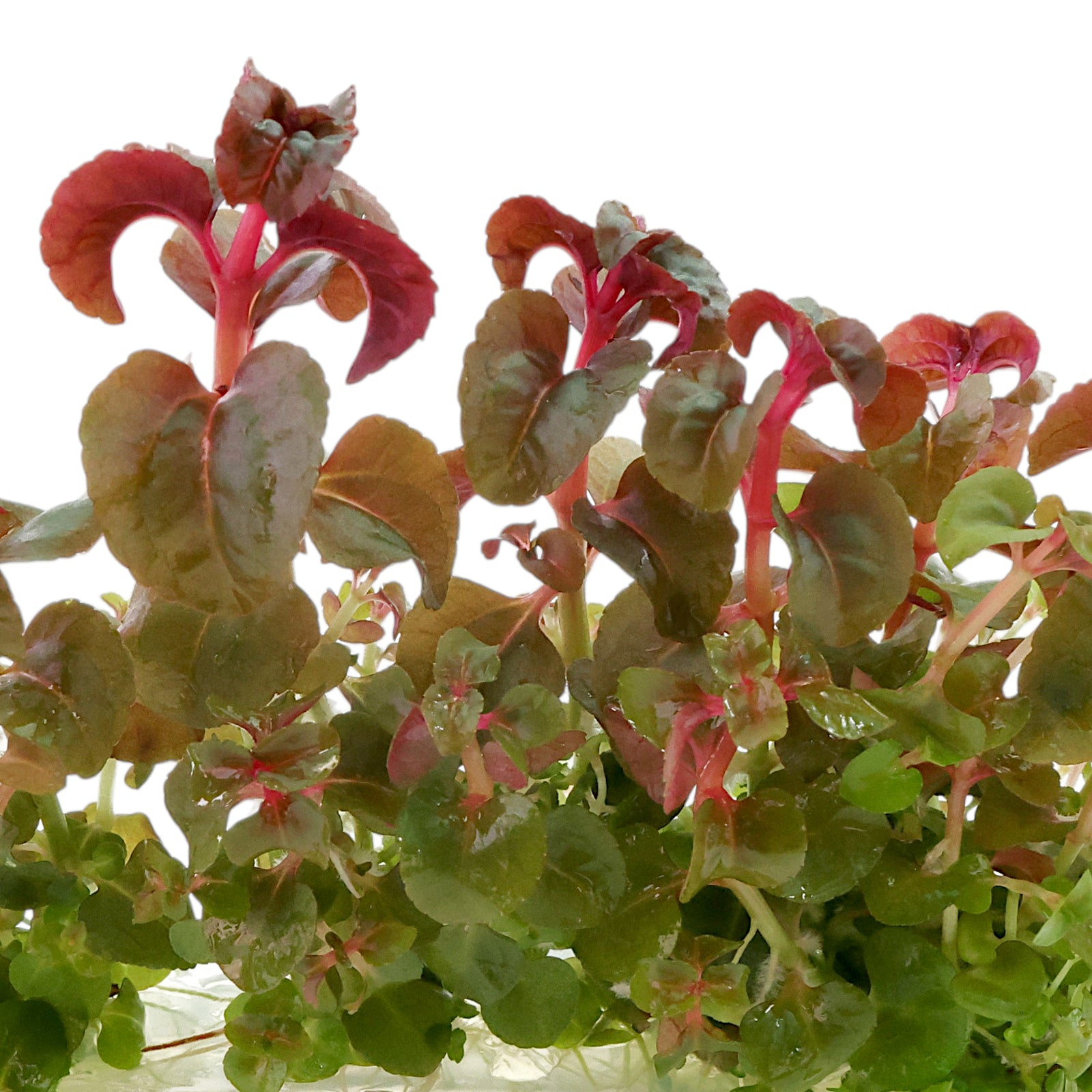Close-up of Pink Stem Aciotis tissue culture plant showing bright pink stems and compact aquatic growth.
