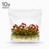 Aciotis Acuminifolia Vitro Culture