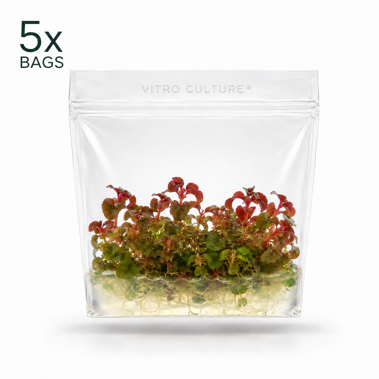 Aciotis Acuminifolia Vitro Culture