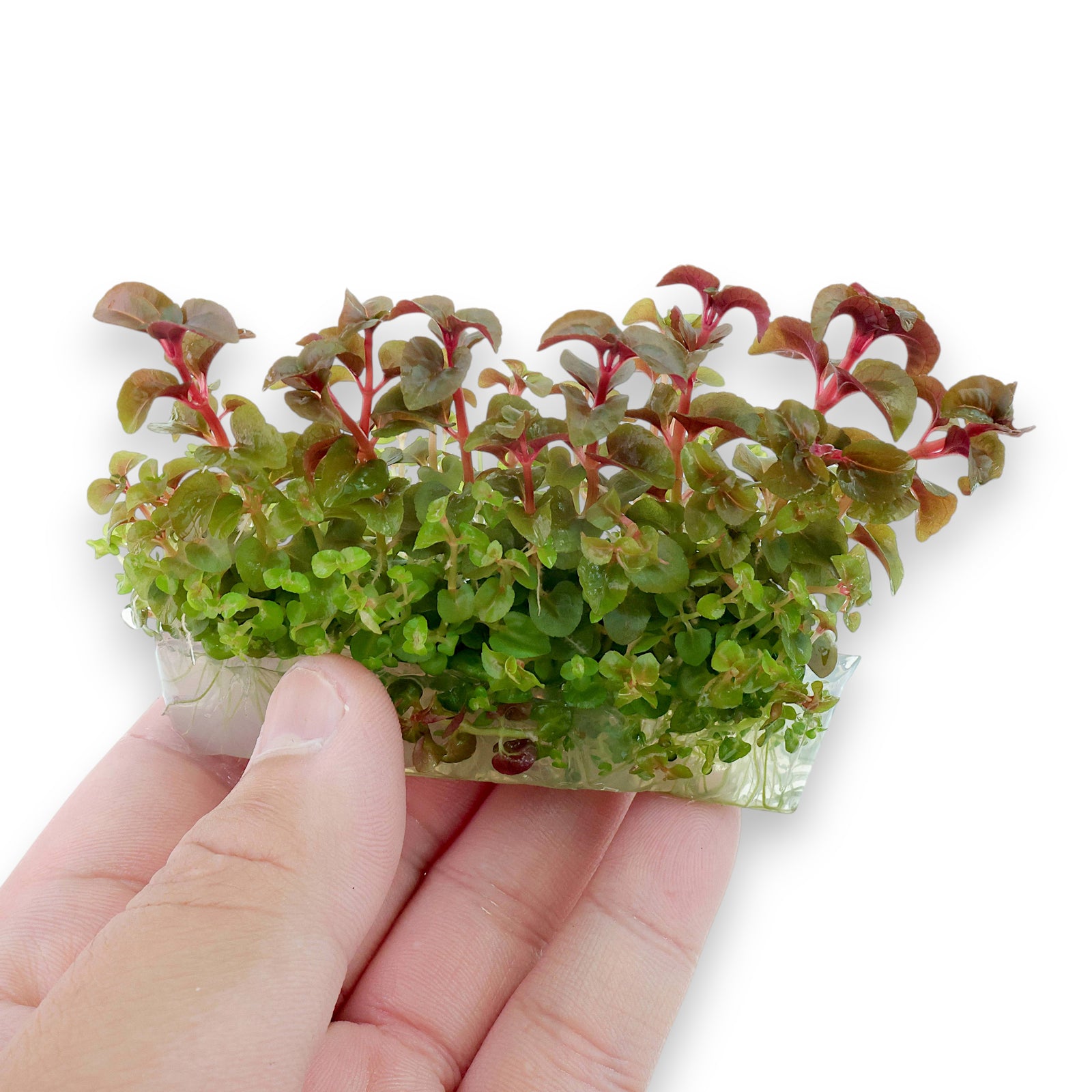 Aquarium Plants Factory Pink Stem Aciotis tissue culture plant with colorful red stems and fresh green growth.