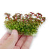 Aquarium Plants Factory Pink Stem Aciotis tissue culture plant with colorful red stems and fresh green growth.