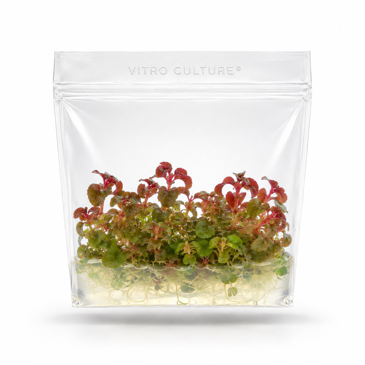 A sterile Vitro Culture tissue culture bag containing healthy young Aciotis Acuminifolia plantlets with distinct green leaves and rosy pink stems.
