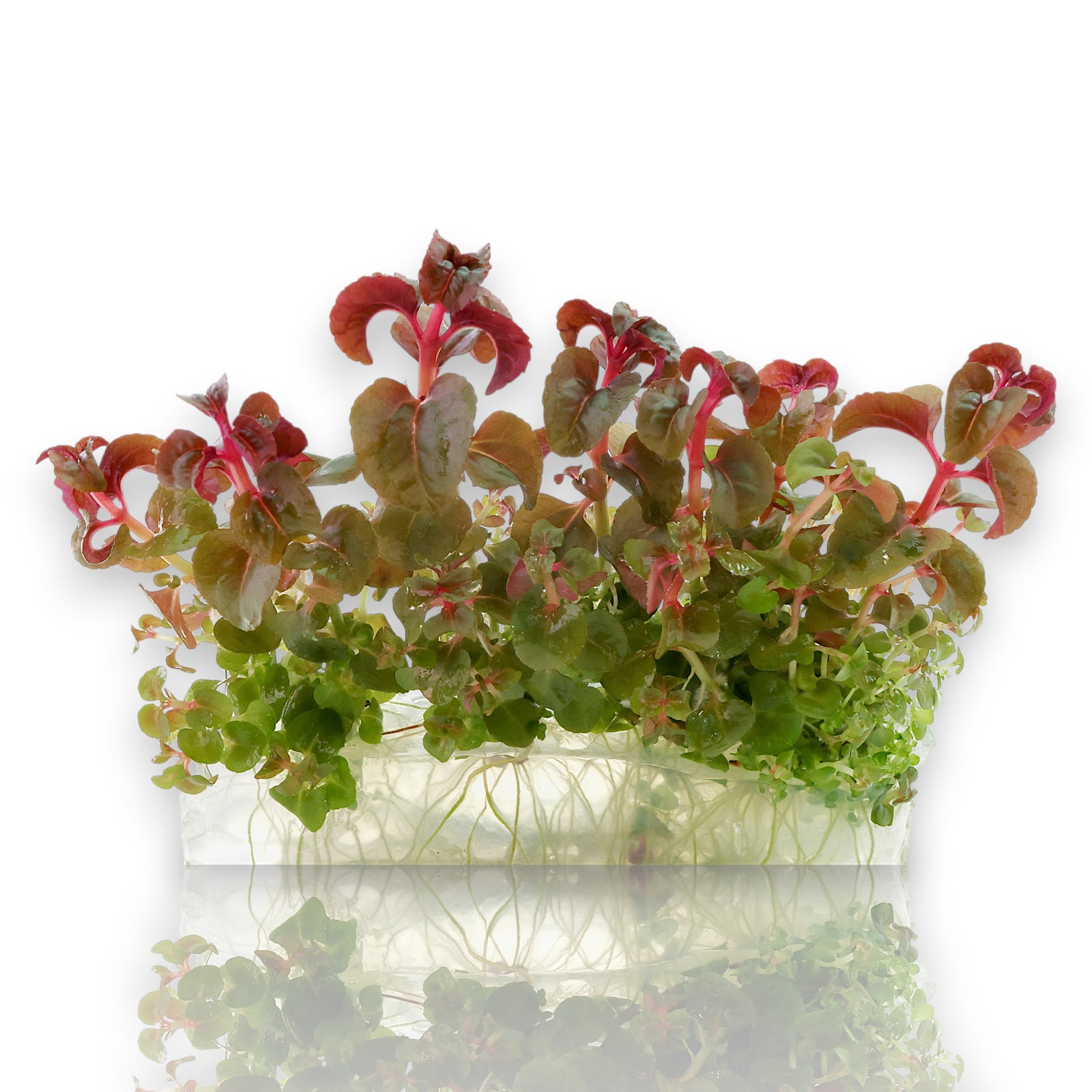 Aciotis acuminifolia Vitro Culture aquarium plant with pink-red stems.