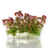 Aciotis acuminifolia Vitro Culture aquarium plant with pink-red stems.