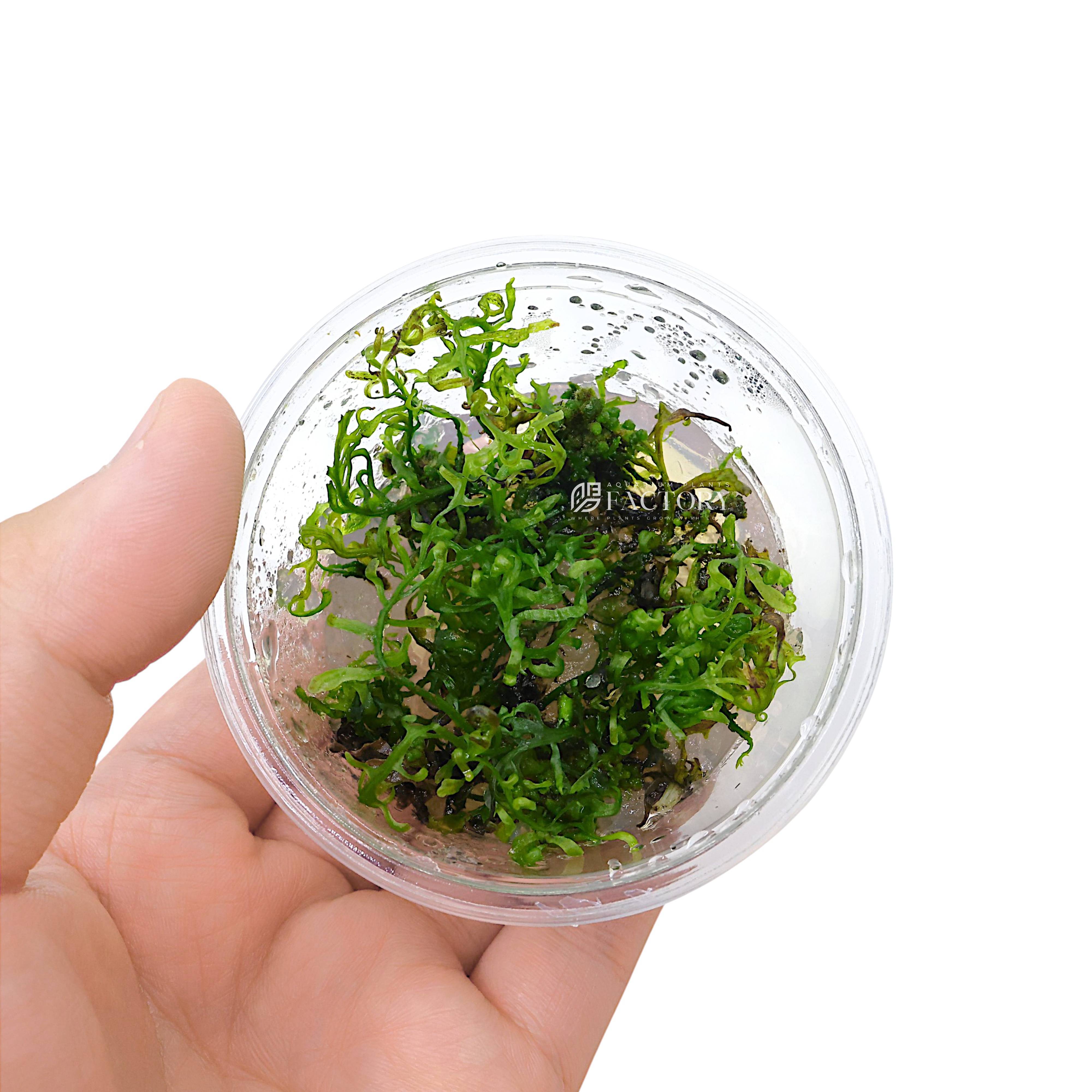 Bolbitis heudelotii, also known as the African Water Fern, is a graceful and slow-growing aquatic fern admired for its deep green, transparent, and finely divided fronds. Native to tropical Africa