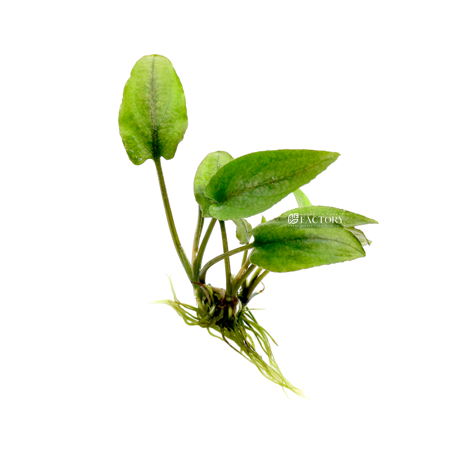 One of the unique features of Lagenandra meeboldii 'Red' is its ability to change the color of its leaves based on the conditions in which it is grown. Under high light conditions, the leaves can take on a more vibrant and intense red coloration, while under lower light conditions, they may appear more green.