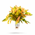 Alternanthera ficoidea Rainbow featuring vibrant variegated leaves in shades of pink, orange, and green.
