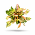 Alternanthera Ficoidea 'Rainbow' variegated terrarium plant with green, yellow, and pink foliage isolated on a white background